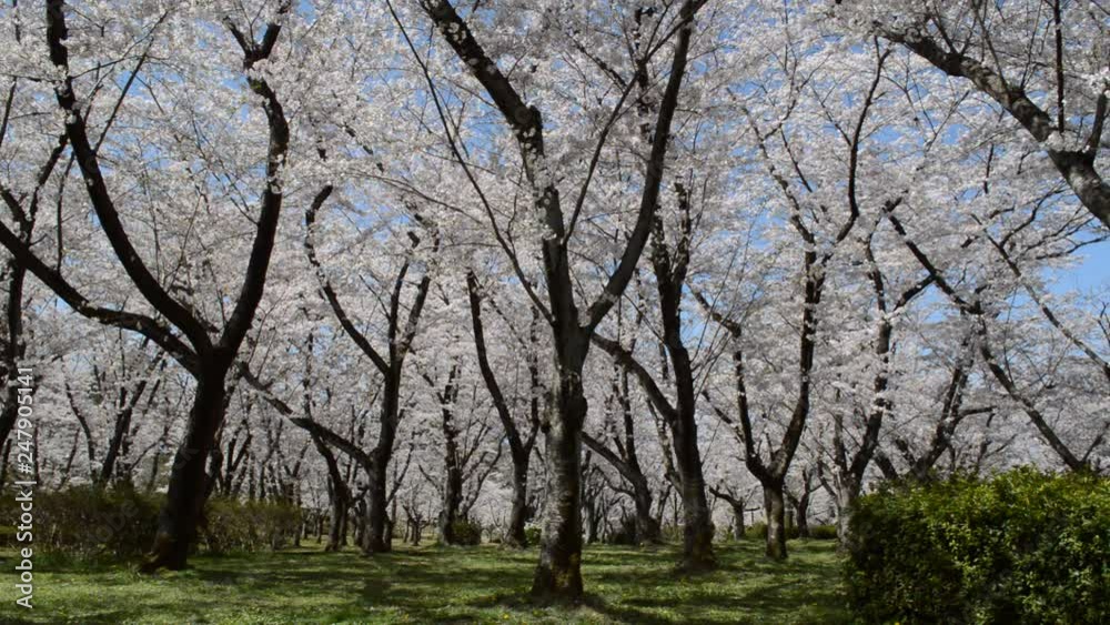 Cherry trees swaying in the breeze against the background of the blue sky Cherry trees swaying in the breeze against the background of the blue sky