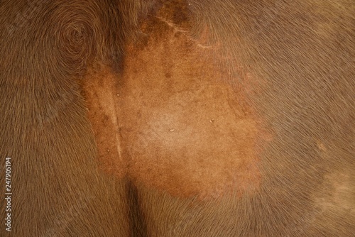 cow leather texture and background