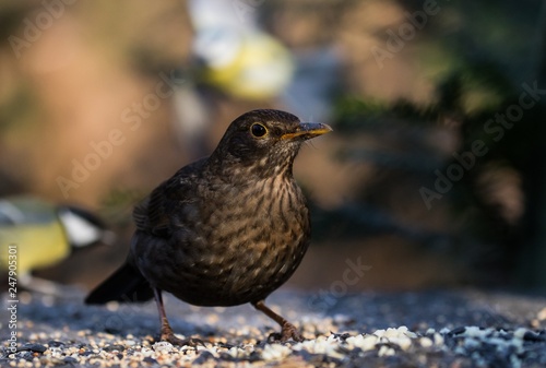  Amsel im Tiergarten in Berlin