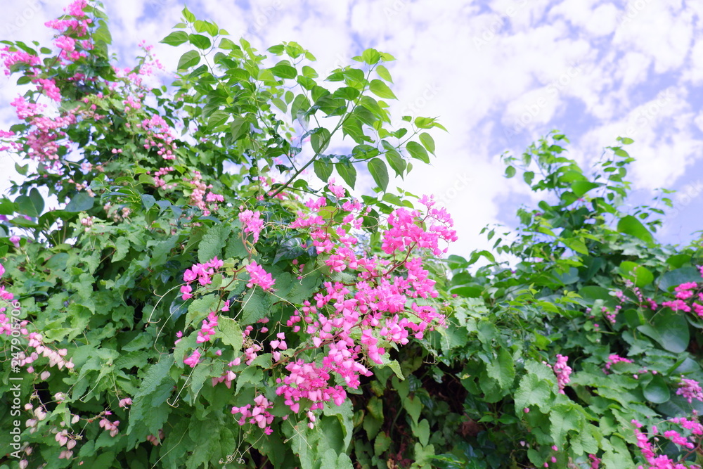 flowers in the garden flowers in the garden