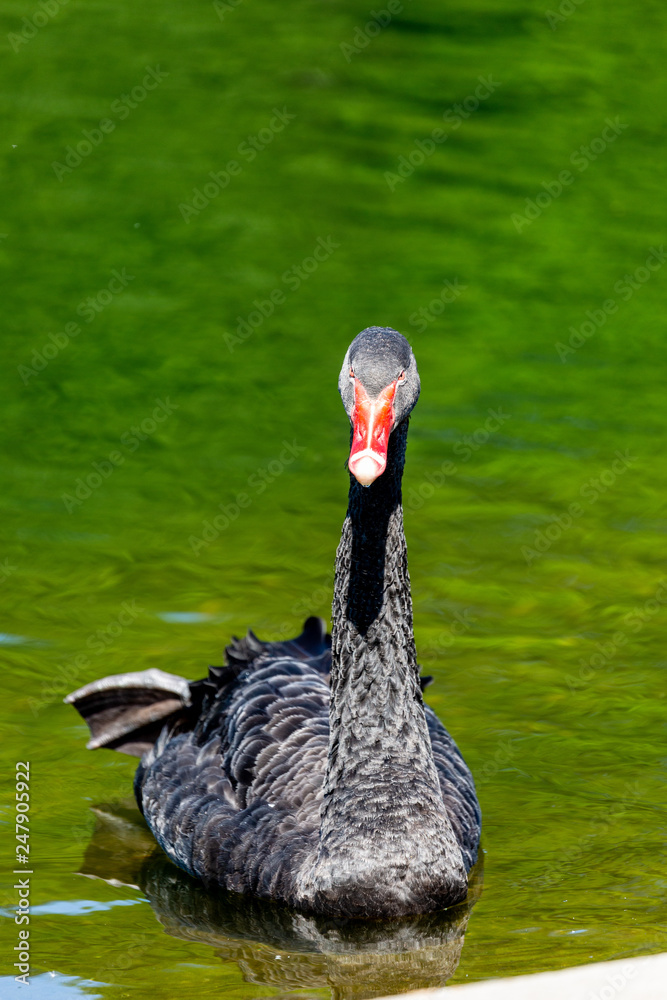Obraz premium Black swan in water