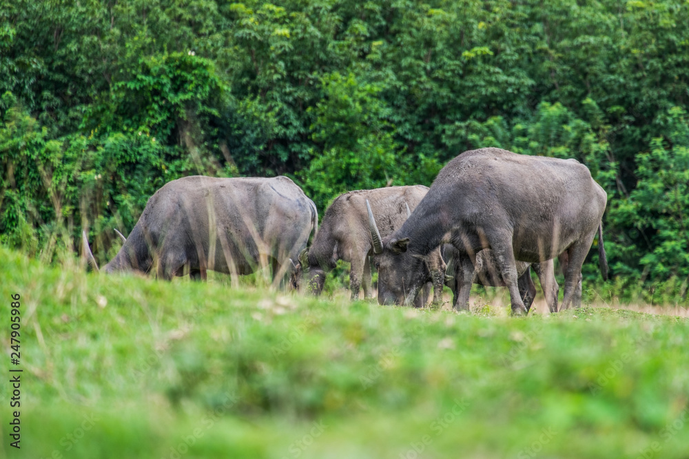 Wild buffalo living in the natural forest in the evening of good weather. Wild buffalo living in the natural forest in the evening of good weather.
