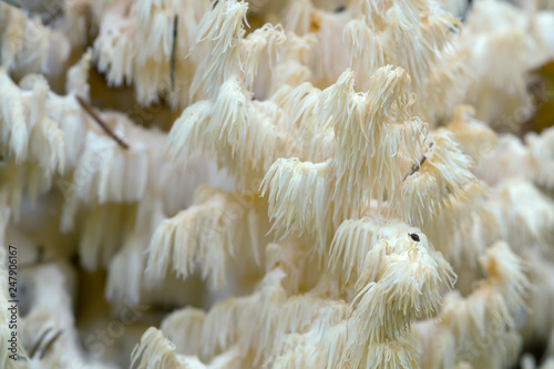 Closeup of Coral tooth fungus, Hericium coralloides photo