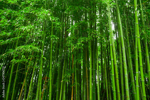 Beautiful bamboo texture background. Green asian plants.