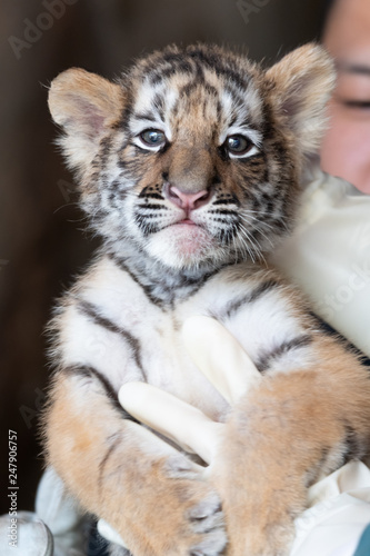 Siberian tiger cub, hand held, face, belly, 3 days old, stripes, animal, eyes, feline, big cat, young, baby,