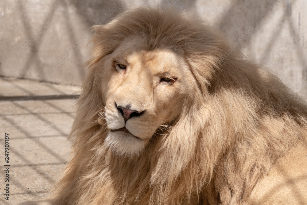 Lion relaxing looking at camera day calm, big cat, feline, mane, fur Lion relaxing looking at camera day calm, big cat, feline, mane, fur