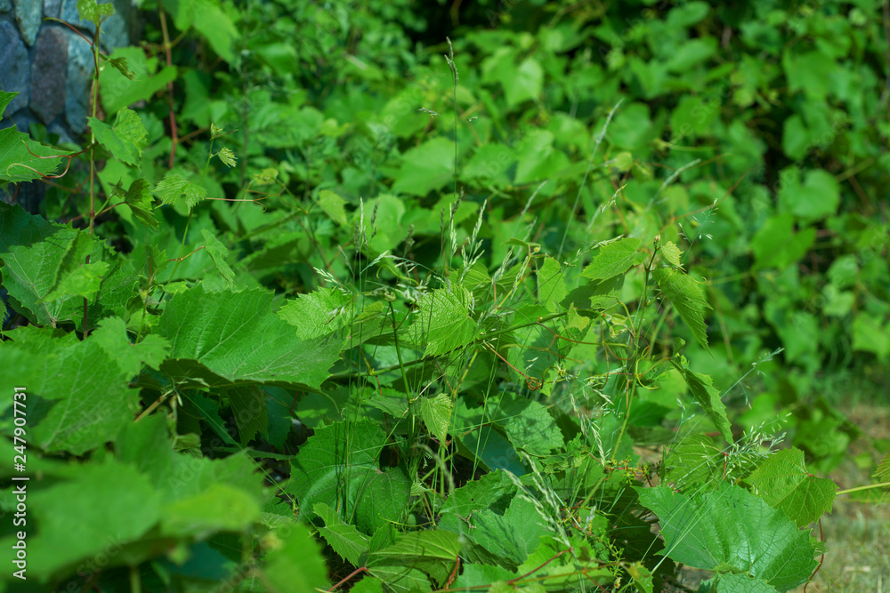 the leaves of the green vineyard mingled with the grass the leaves of the green vineyard mingled with the grass