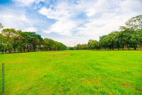 Green grass field with tree public park © themorningglory