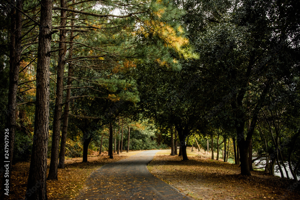 Obraz premium autumn in the park