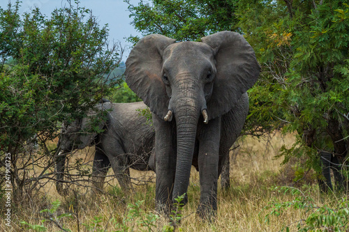Wilder Afrikanischer Elefant im Kruger National Park