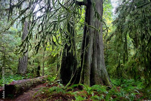 Red cedar trees in Pacific Rim National Park near Tofino. Vancouver Island. British Columbia. Canada.
