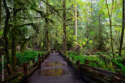 Path in the rain forest in Cathedral Grove on a rainy day. Mac Millan Provincial Park on Vancouver Island. Nanaimo. British Columbia. Canada.