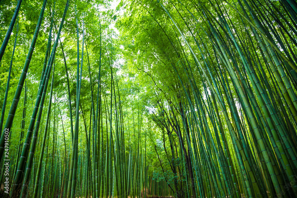 Arashiyama bamboo green forest in morning Arashiyama bamboo green forest in morning
