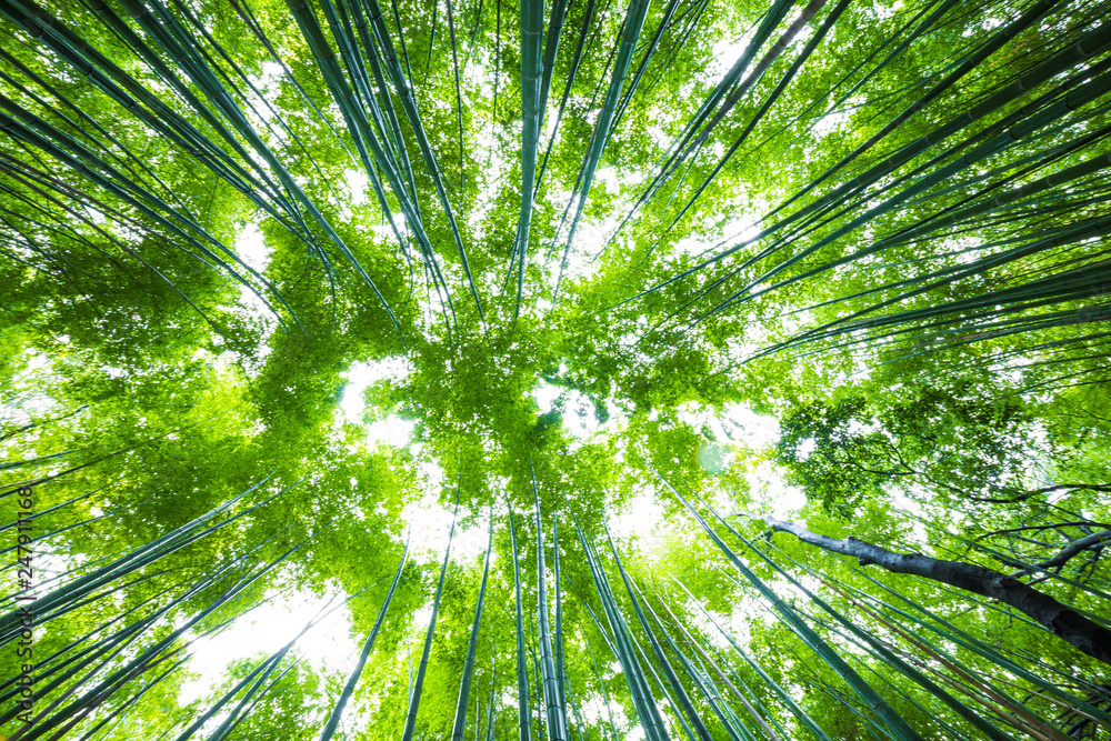 Arashiyama bamboo green forest in morning Arashiyama bamboo green forest in morning