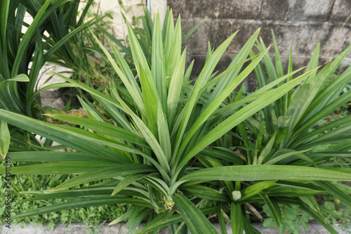Green leaf pandanus is a mixture of color and smell that is good for cooking.