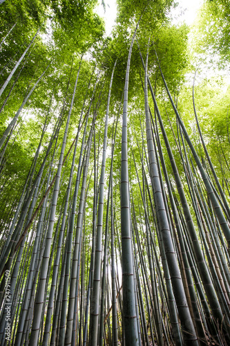 Green bamboo forest in Arashiyama
