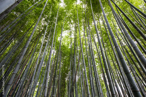 Green bamboo forest in Arashiyama