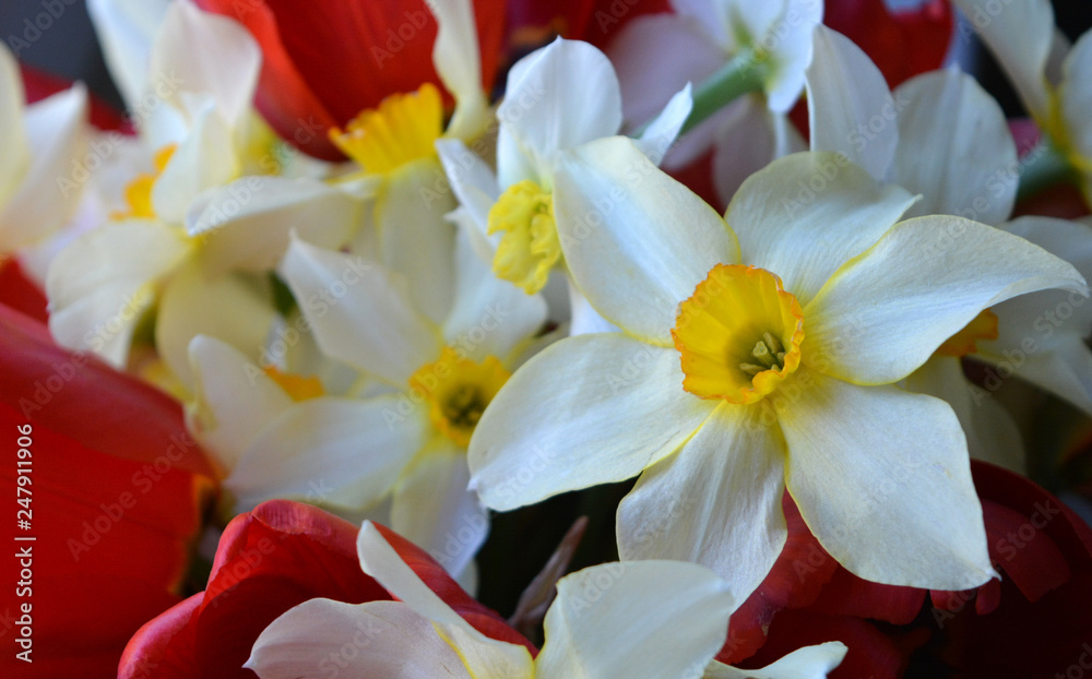 Fototapeta premium Beautiful bright spring bouquet of white with yellow daffodils and red tulips. Flower arrangement, background, 