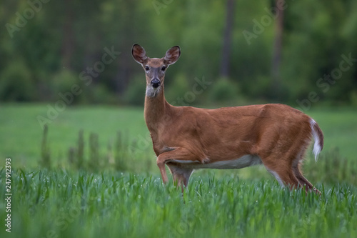 White-tailed deer in the meadow