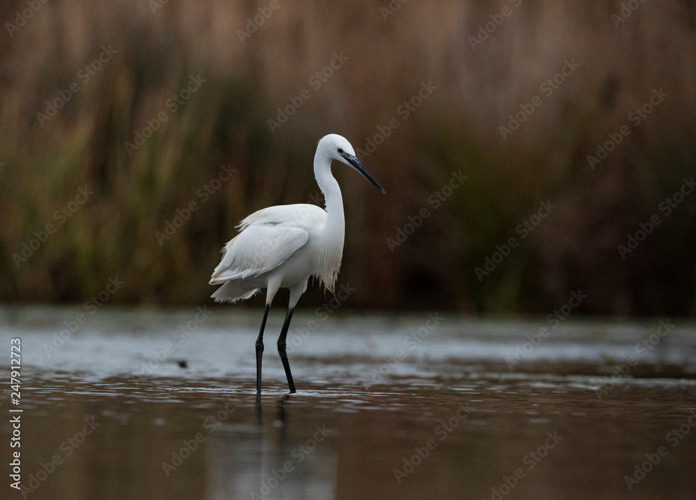 little egret little egret
