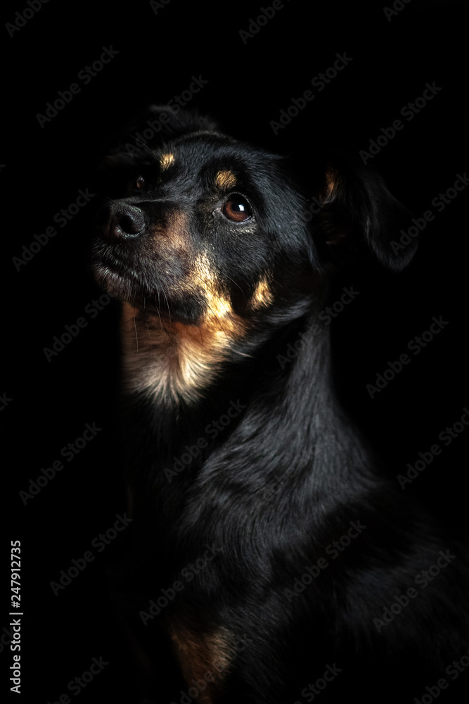 Hunde Portrait Hunde Portrait