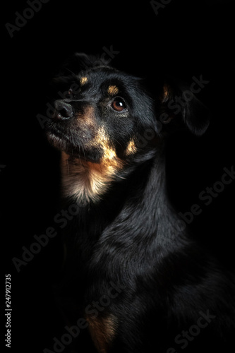 Hunde Portrait 