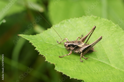 A Dark bush-Cricket (Pholidoptera griseoaptera) perched on a leaf.