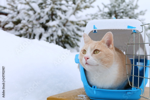 Red cat sits in the carrying container outdoors.