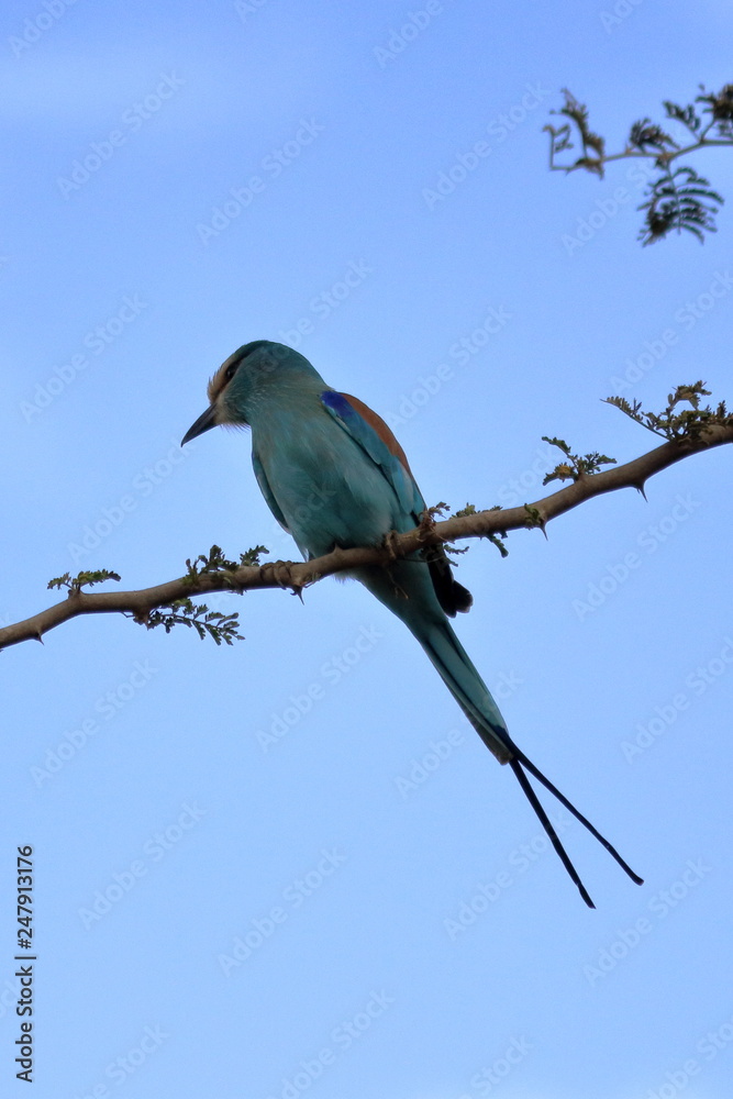 Fototapeta premium gambia birding