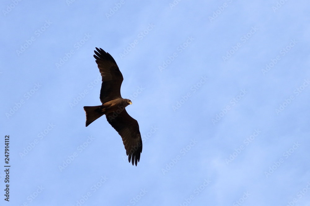 Obraz premium gambia