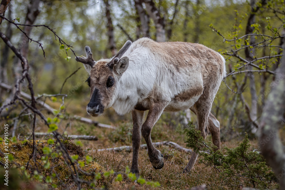 Reindeer in the woods Reindeer in the woods