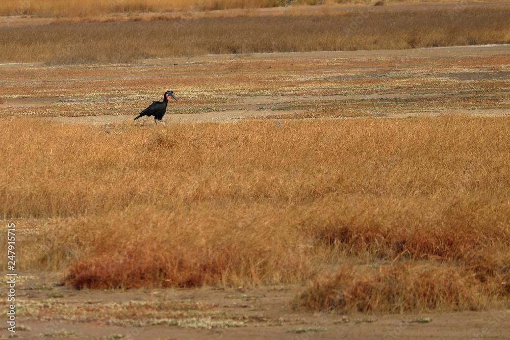 Fototapeta premium gambia travel