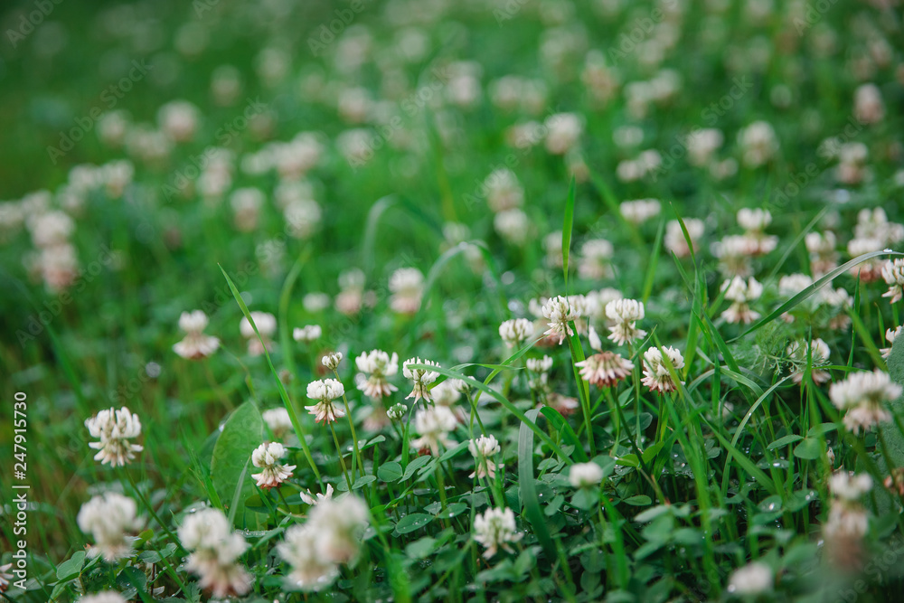 Field of white clover blooming