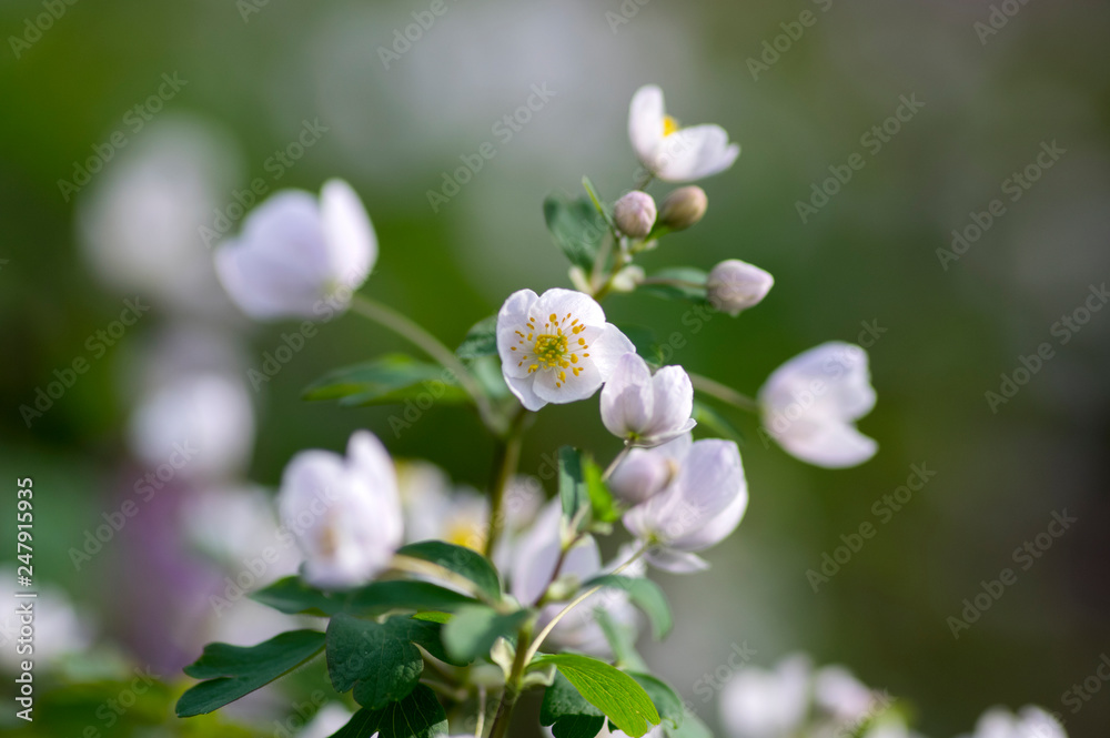 Rue Leaved Isopyrum springtime flower, group of white flowering plants in the forest