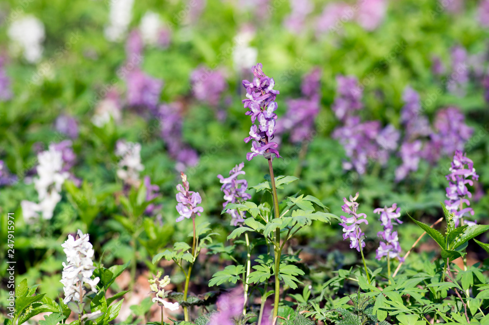 Corydalis cava early spring wild forest flowers in bloom, white violet purple flowering beautiful small plants Corydalis cava early spring wild forest flowers in bloom, white violet purple flowering beautiful small plants