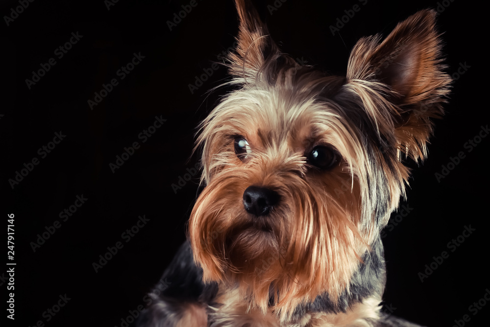 portrait of a Yorkshire Terrier on the black background