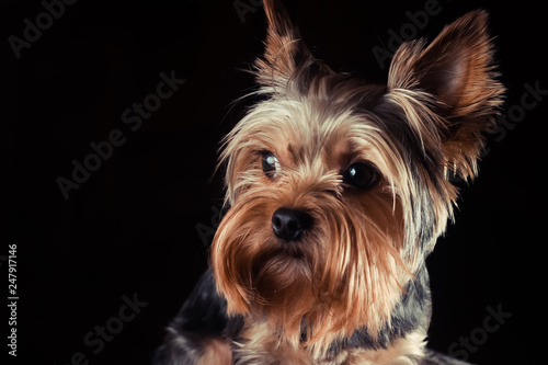Fototapeta Naklejka Na Ścianę i Meble -  portrait of a Yorkshire Terrier on the black background
