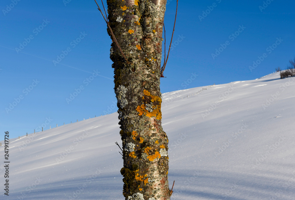 Obraz premium colorful tree with snow, blue sky background