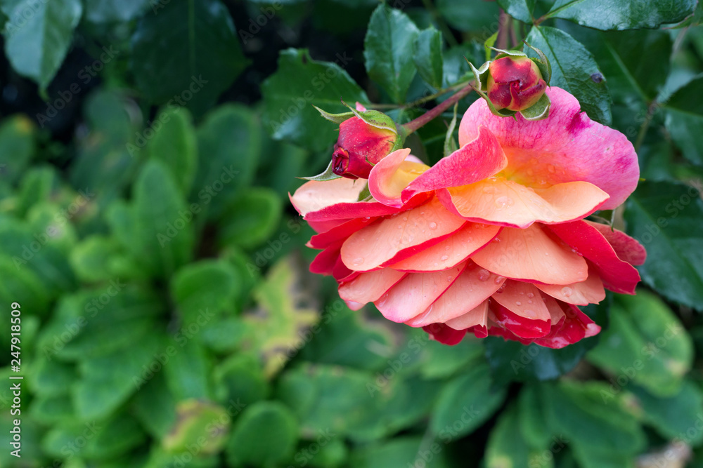 Beautiful rose flower close-up side view