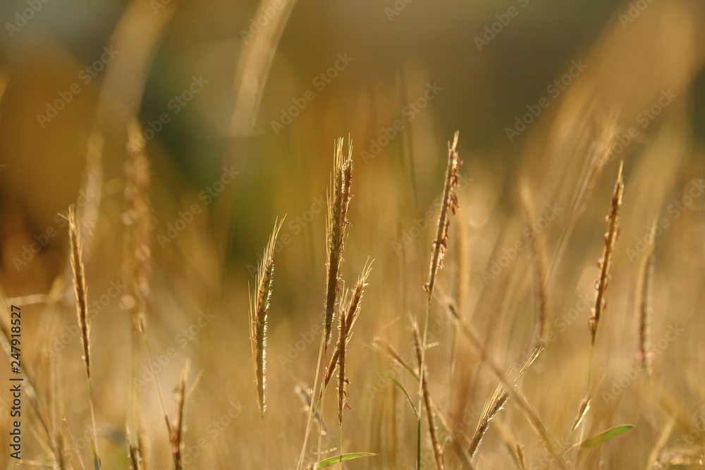 Fototapeta premium Silhouette sunset with wild grass flower blossom in a field and golden light at lately evening 