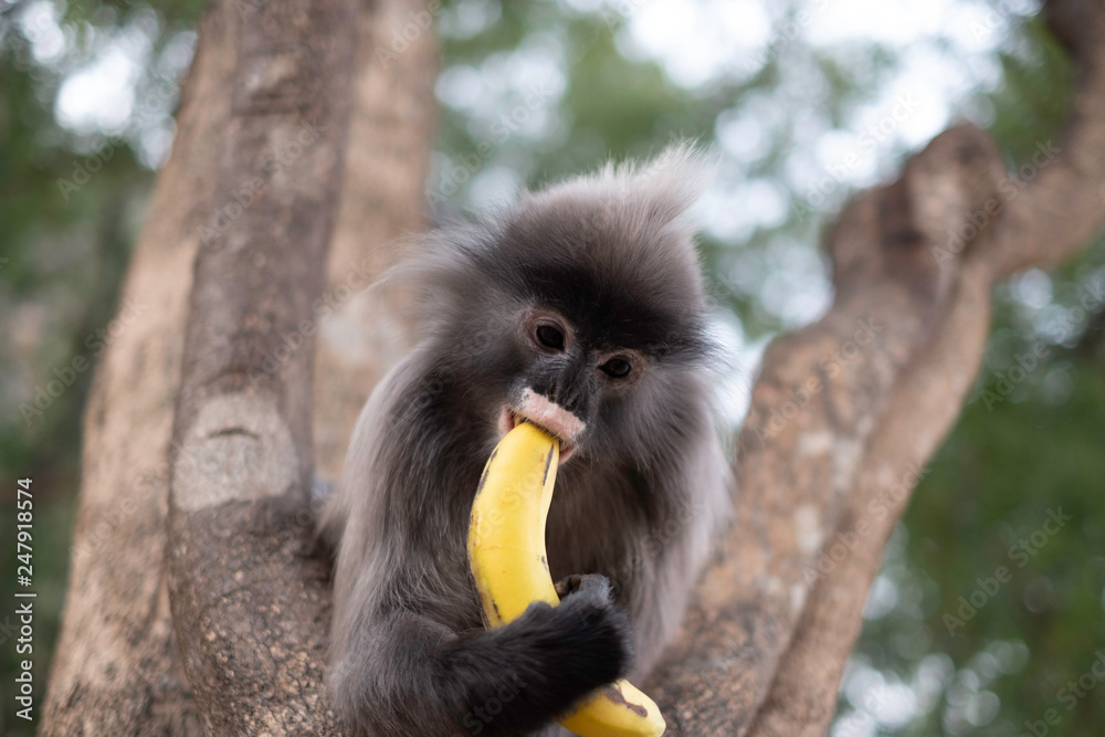 Colobinae also gray Langur eating fruit long tailed monkey on the tree Colobinae also gray Langur eating fruit long tailed monkey on the tree