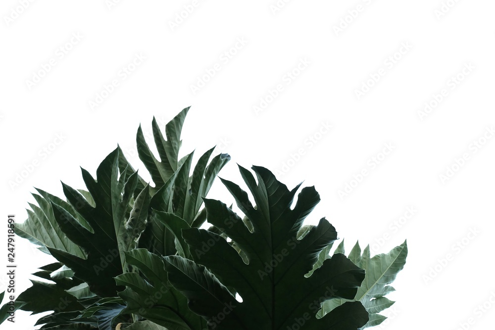 Breadfruit plant leaves with branches on white isolated background for green foliage backdrop 
