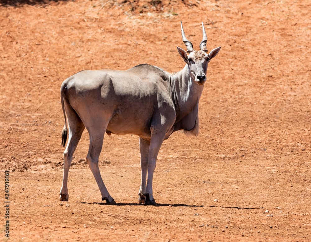 Eland Bull Eland Bull