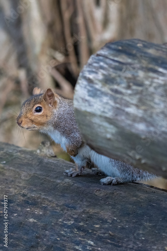 Eastern gray squirrel (Sciurus carolinensis)