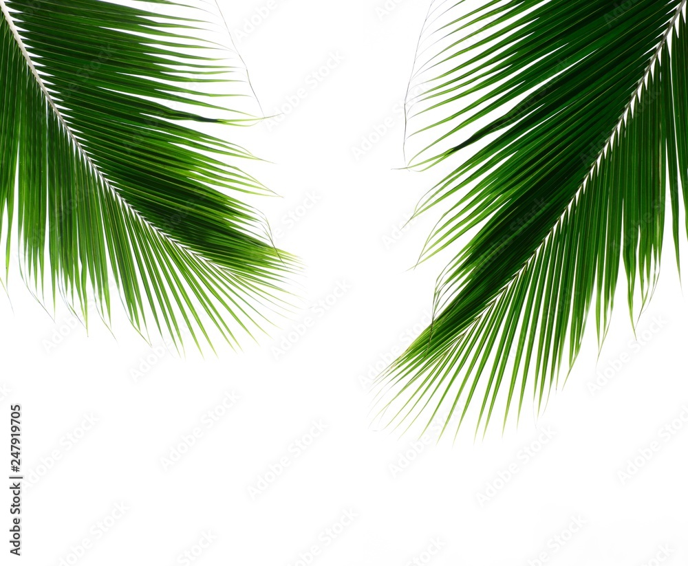 Naklejka premium twins palm leaves isolated on white