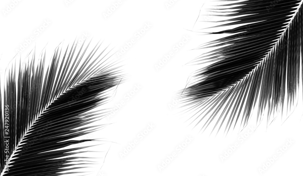 twins palm coconut leaves on white background