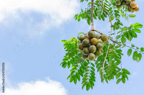 Ripe and Green Hanging June Plum Bunch photo