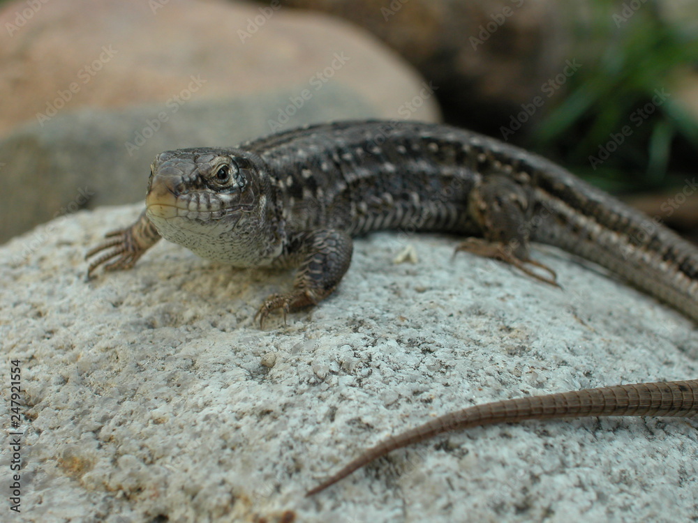 Naklejka premium Jaszczurka