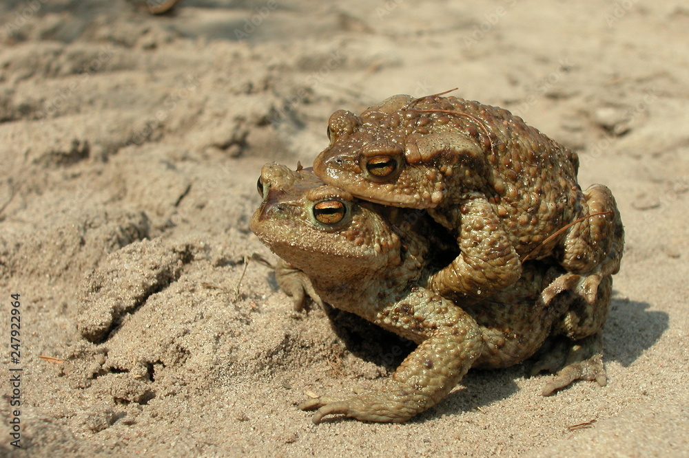 Ropucha Ropucha