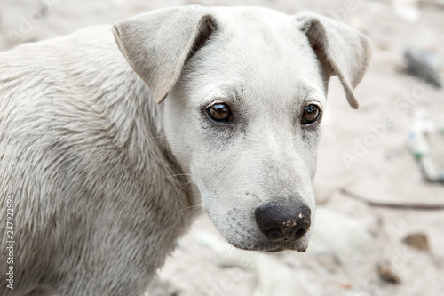 Closeup of white puppies that are not owned and dirty.